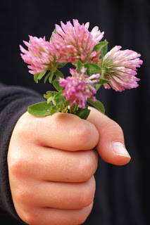 child's hand holding clover flowers